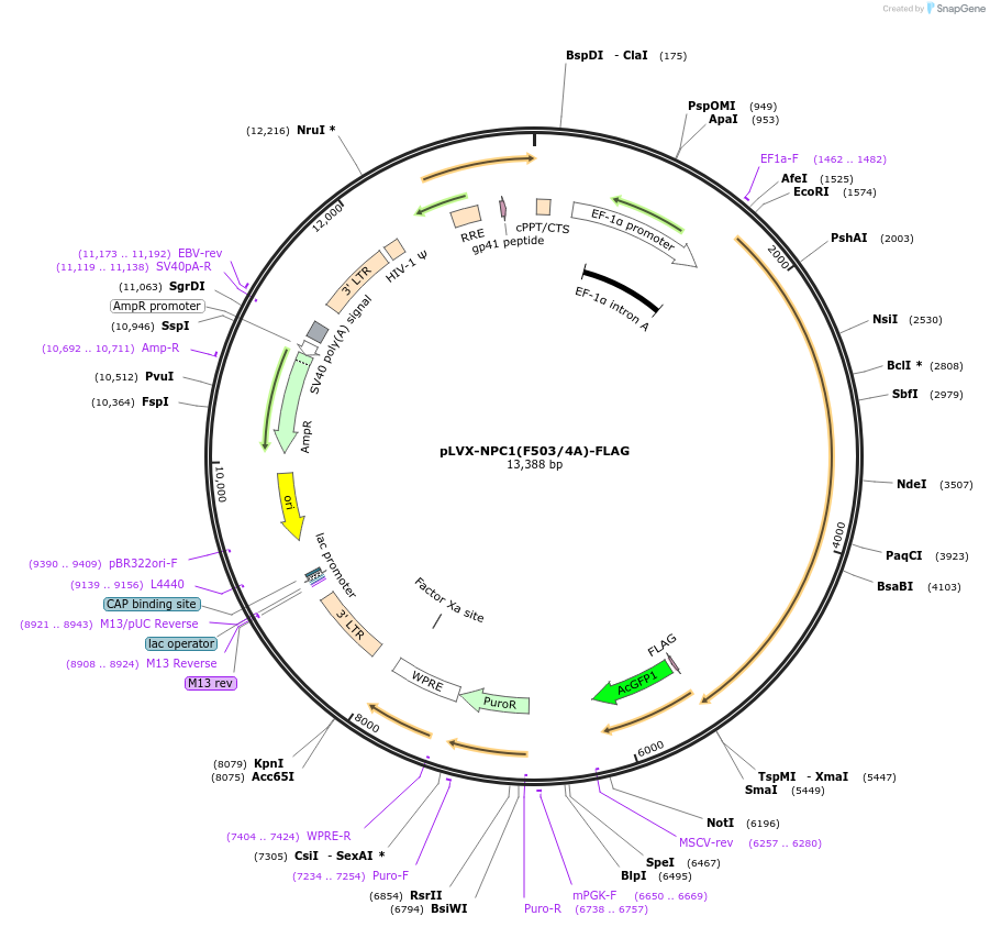 164974-plasmid-map-sequence-id-332447