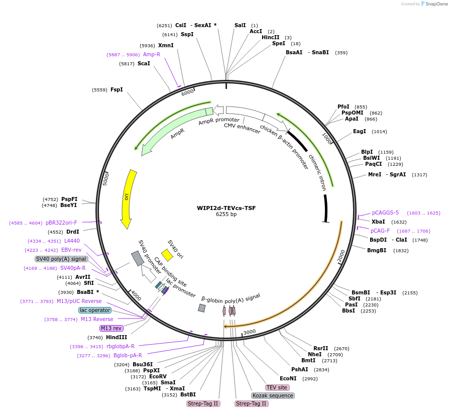 171419-plasmid-map-sequence-id-332455