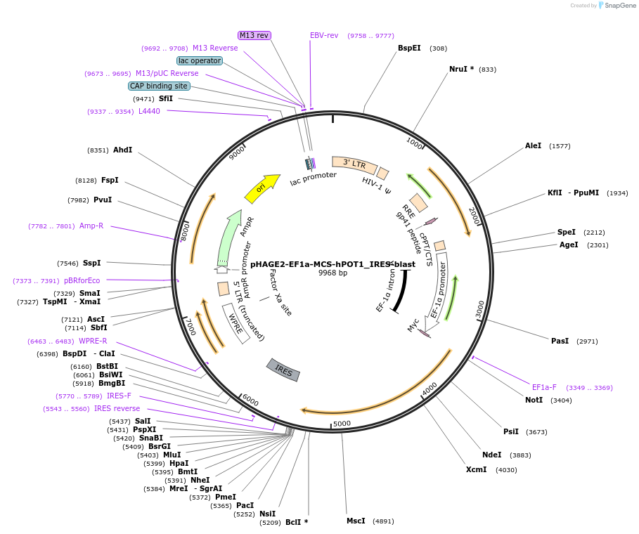 166411-plasmid-map-sequence-id-332467
