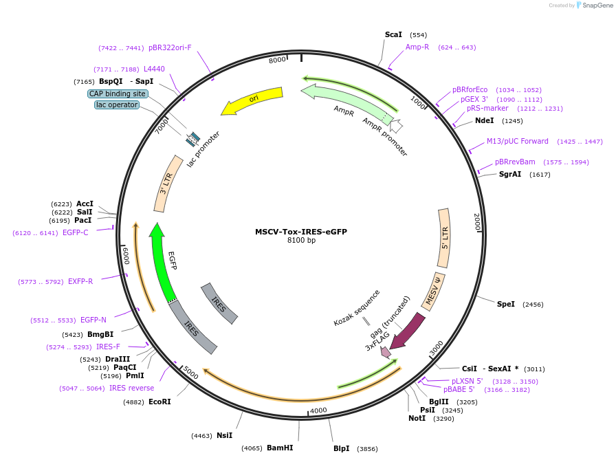 165427-plasmid-map-sequence-id-332488