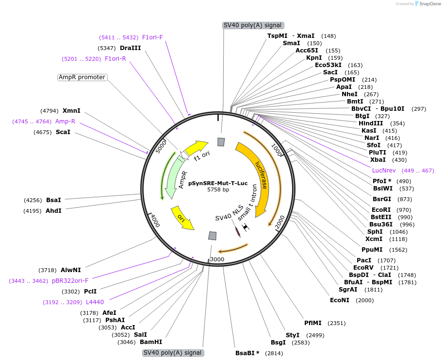 60490-plasmid-map-sequence-id-332535