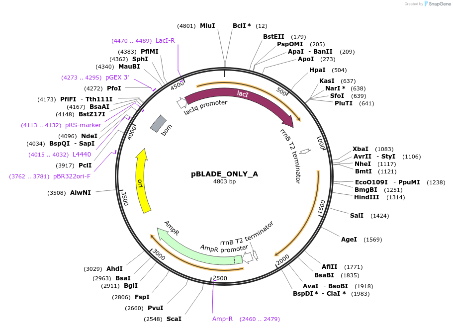 168051-plasmid-map-sequence-id-332575