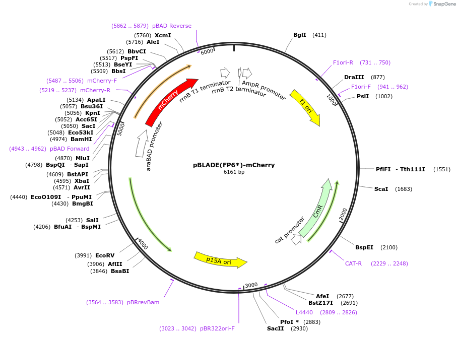 168048-plasmid-map-sequence-id-332577