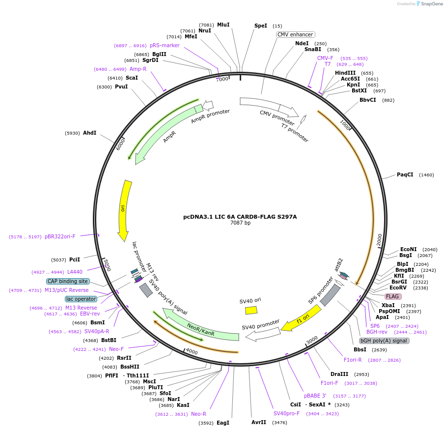 169949-plasmid-map-sequence-id-332580