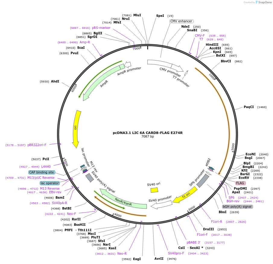 169950-plasmid-map-sequence-id-332582
