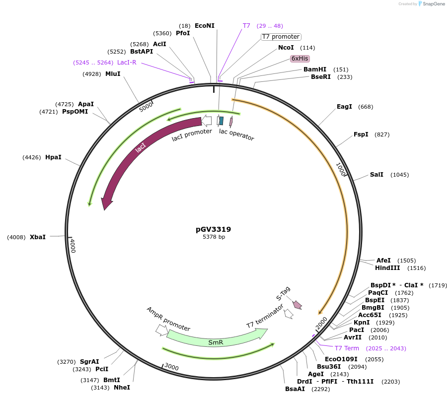 170277-plasmid-map-sequence-id-332586