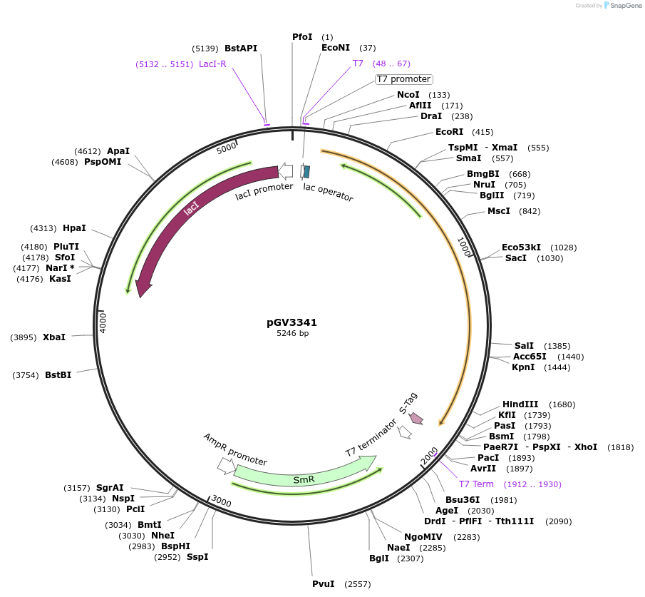 170279-plasmid-map-sequence-id-332588