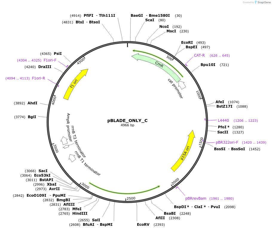 168050-plasmid-map-sequence-id-332589