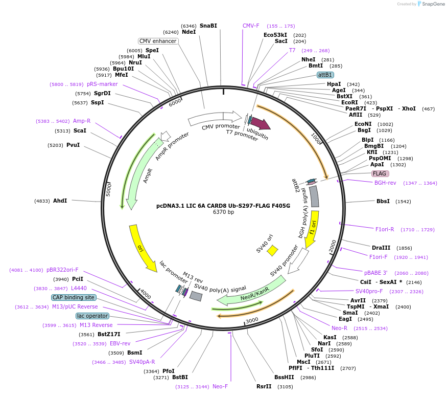 170119-plasmid-map-sequence-id-332590