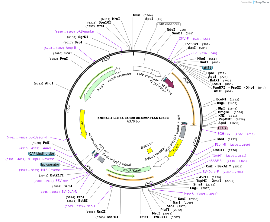 169959-plasmid-map-sequence-id-332593