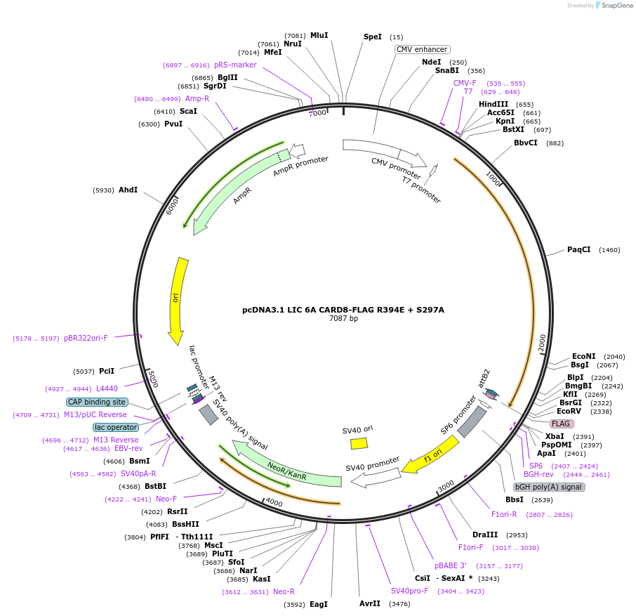 169955-plasmid-map-sequence-id-332597