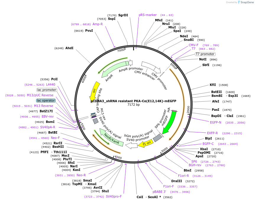 168491-plasmid-map-sequence-id-332602