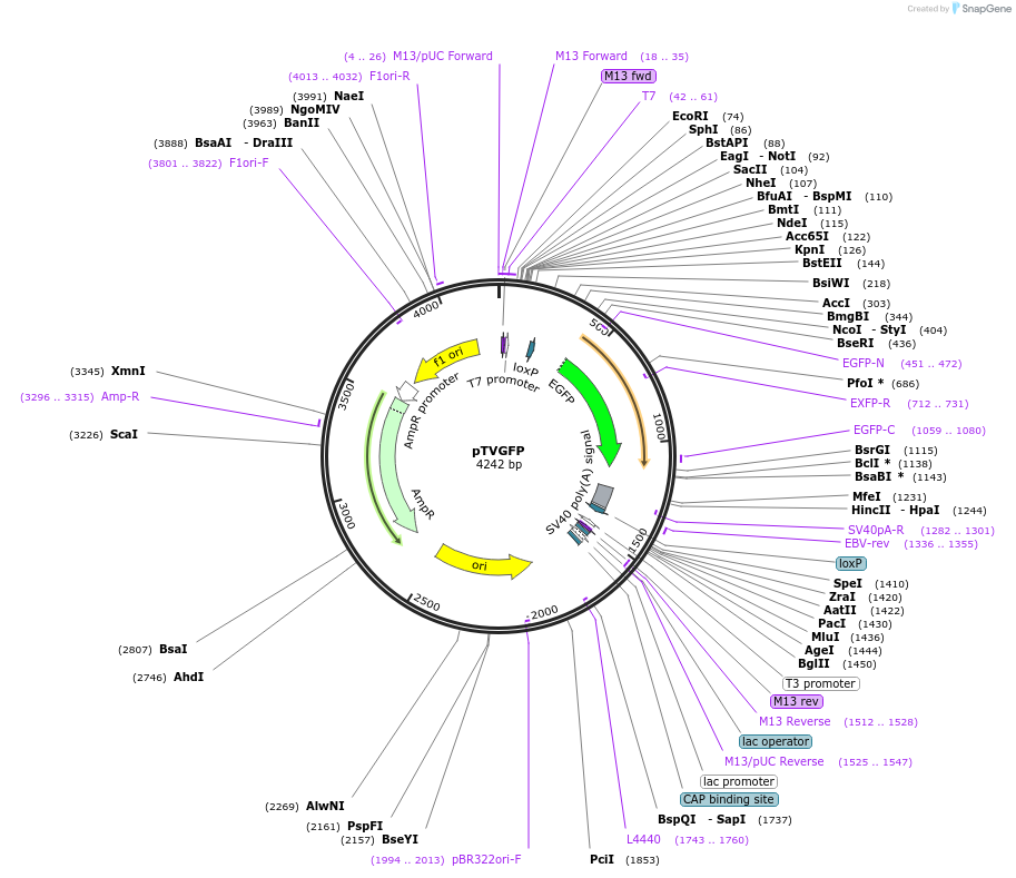 169445-plasmid-map-sequence-id-332637