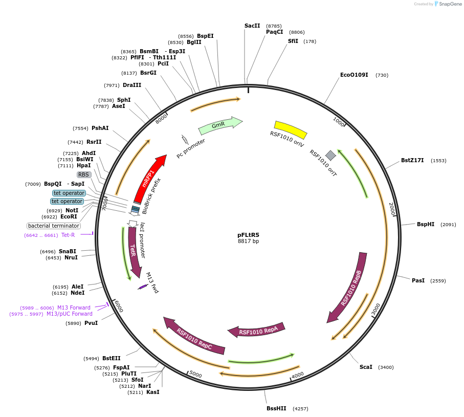 167505-plasmid-map-sequence-id-332638