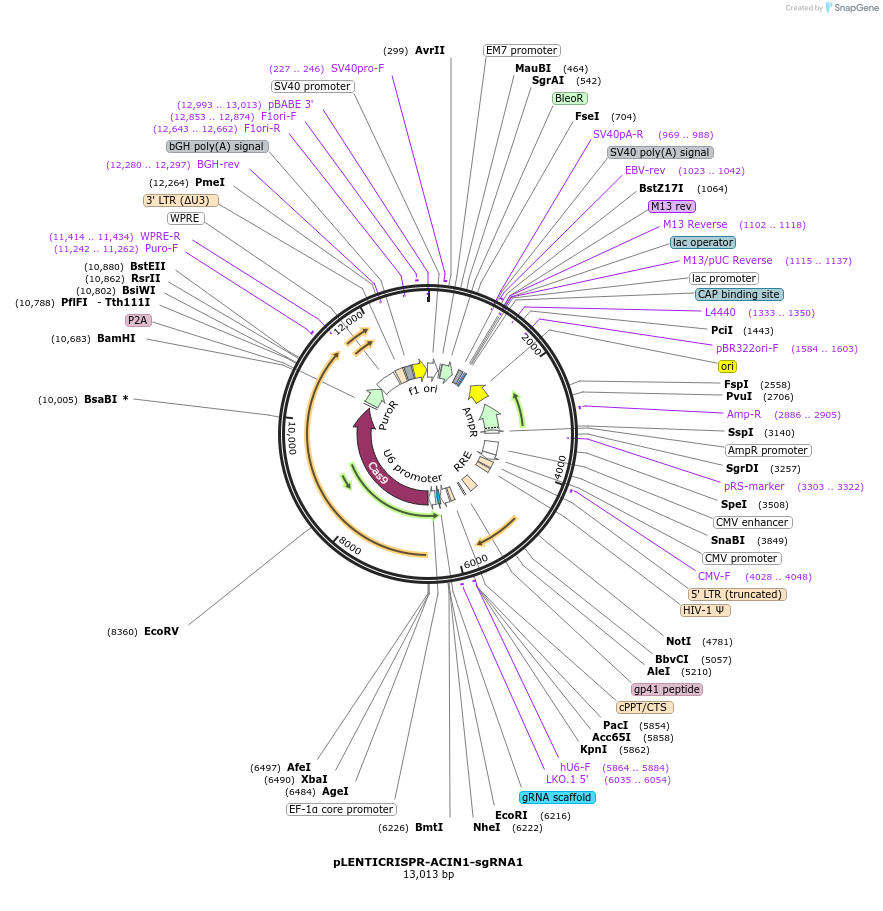 165925-plasmid-map-sequence-id-332639