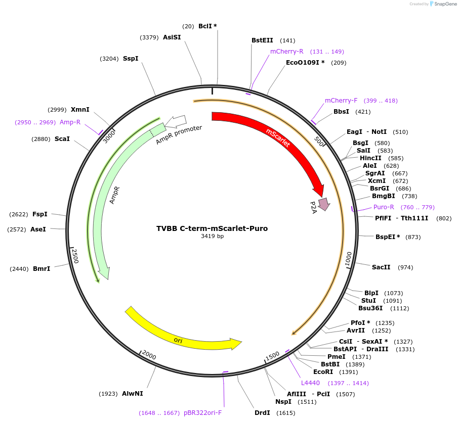 169220-plasmid-map-sequence-id-332666