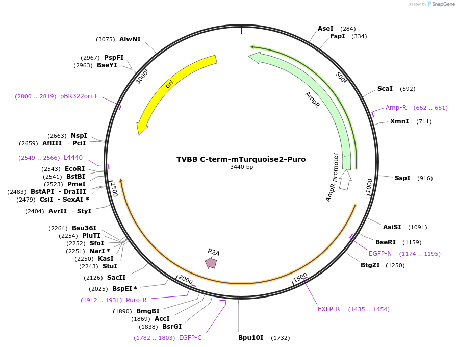 169224-plasmid-map-sequence-id-332677