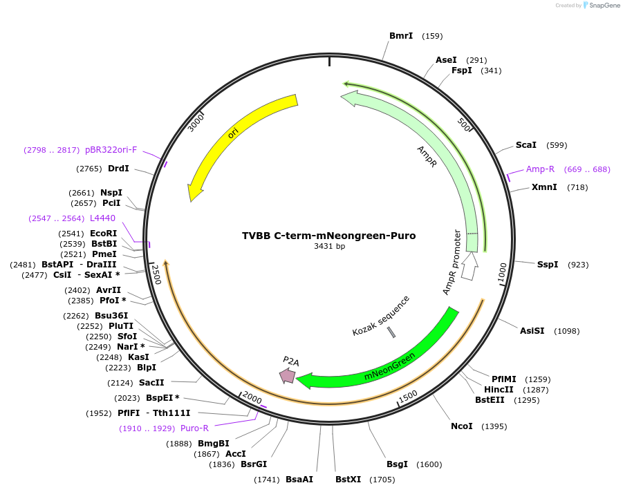 169228-plasmid-map-sequence-id-332682