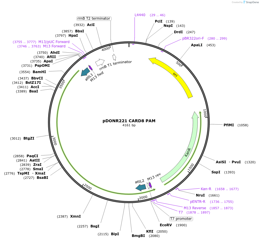169975-plasmid-map-sequence-id-332714