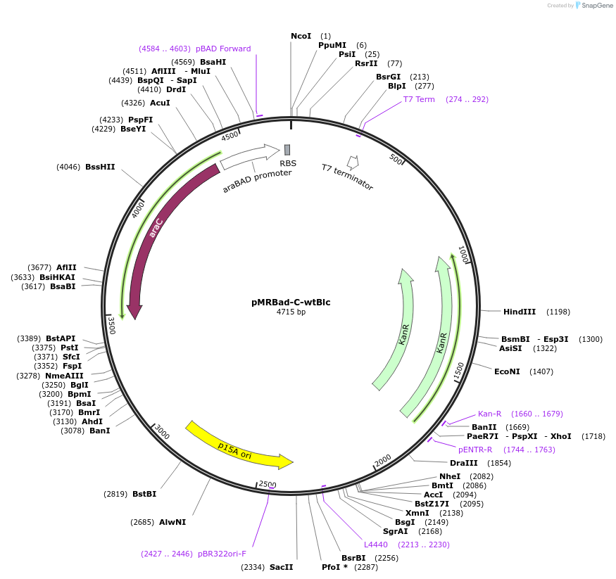 168257-plasmid-map-sequence-id-332728