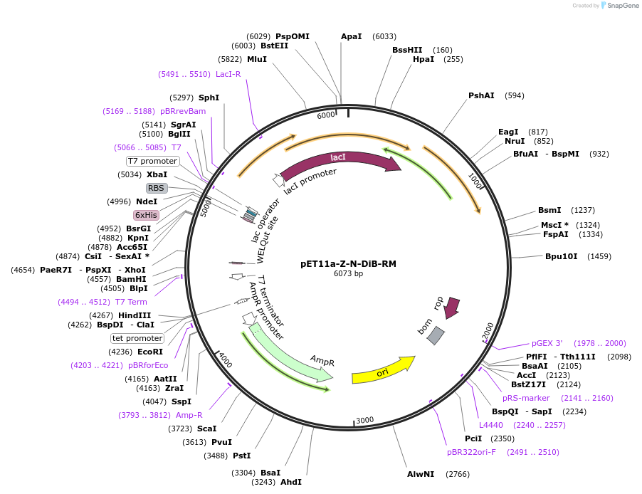 168475-plasmid-map-sequence-id-332732