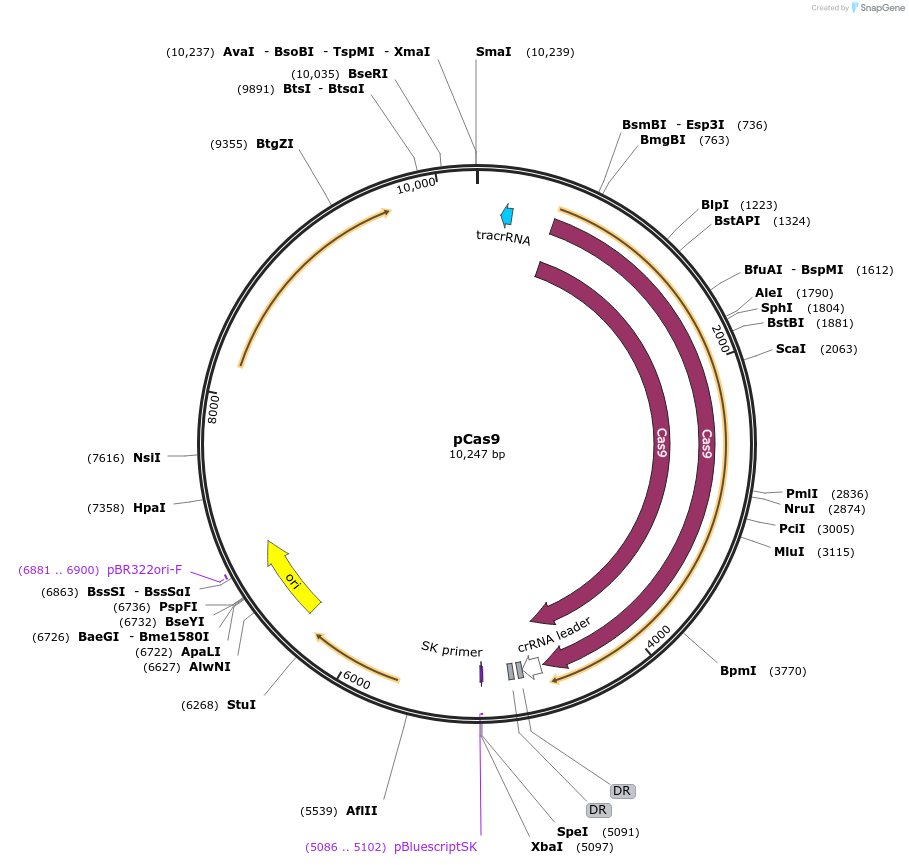 167547-plasmid-map-sequence-id-332733
