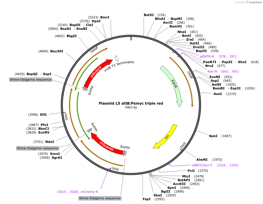 169413-plasmid-map-sequence-id-332735