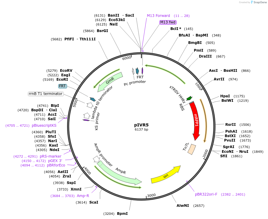 167510-plasmid-map-sequence-id-332737