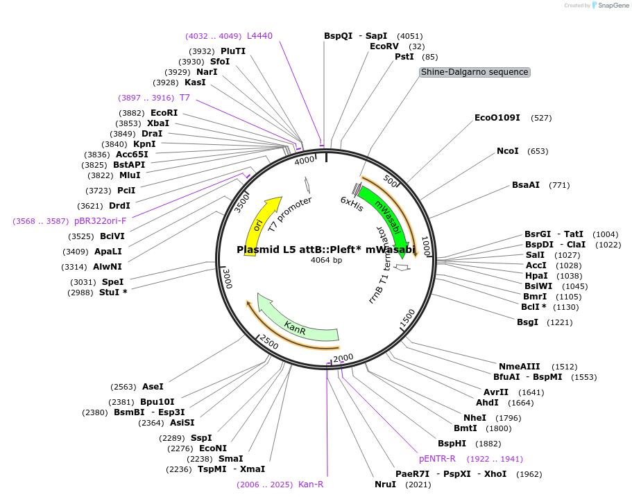 169409-plasmid-map-sequence-id-332743