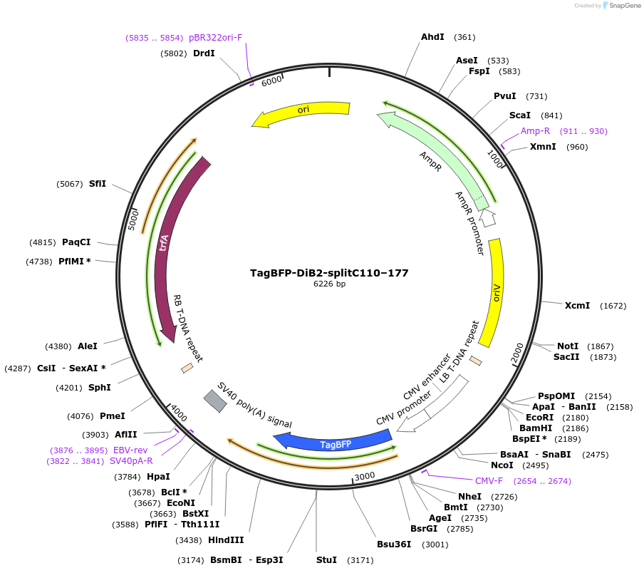 168974-plasmid-map-sequence-id-332749