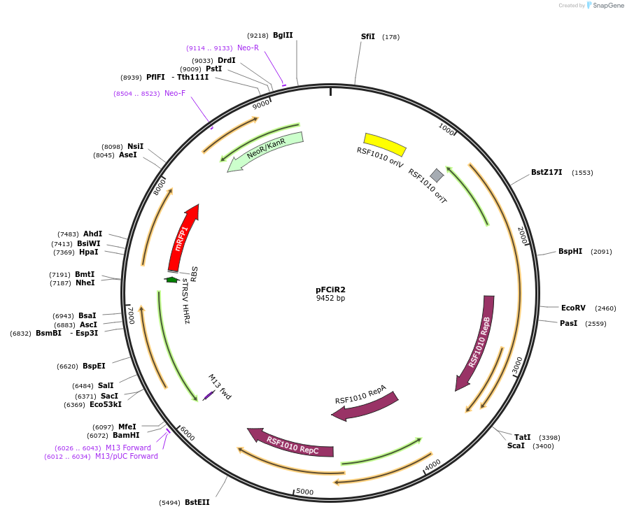 167512-plasmid-map-sequence-id-332752