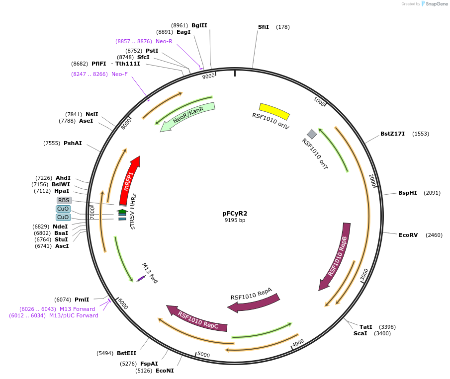 167513-plasmid-map-sequence-id-332753