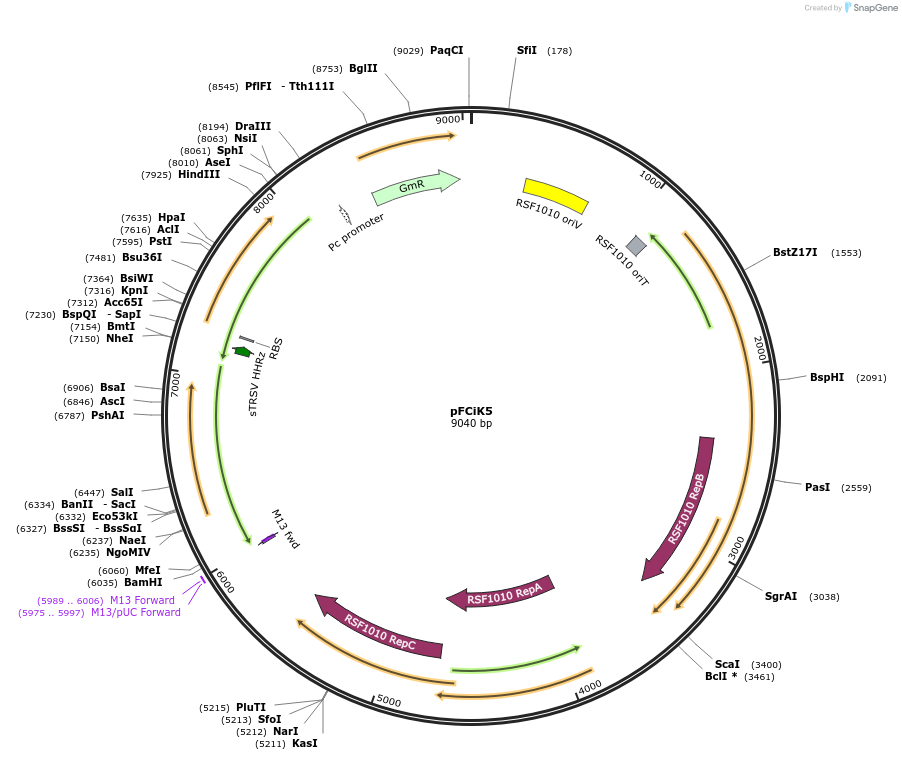 167514-plasmid-map-sequence-id-332756