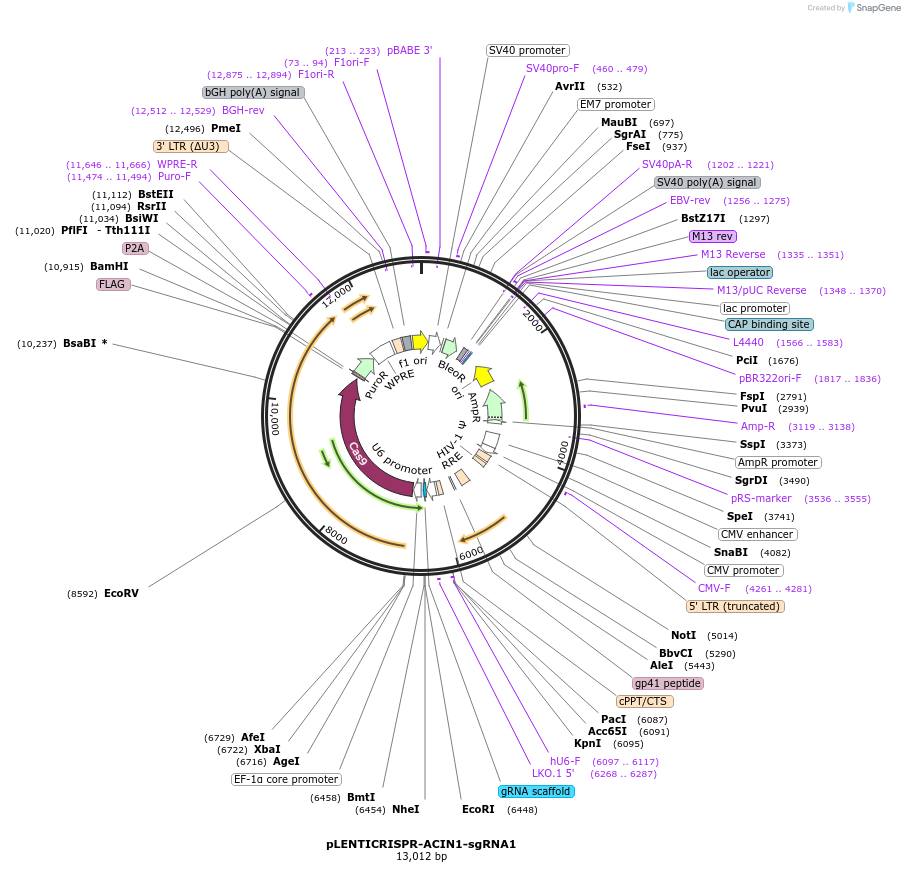165926-plasmid-map-sequence-id-332759