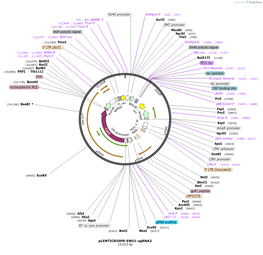 165928-plasmid-map-sequence-id-332760