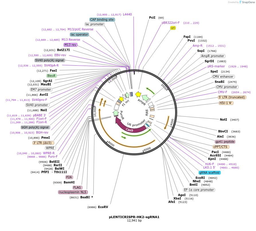 165929-plasmid-map-sequence-id-332761