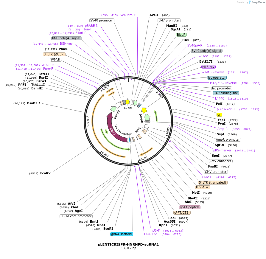 165931-plasmid-map-sequence-id-332763