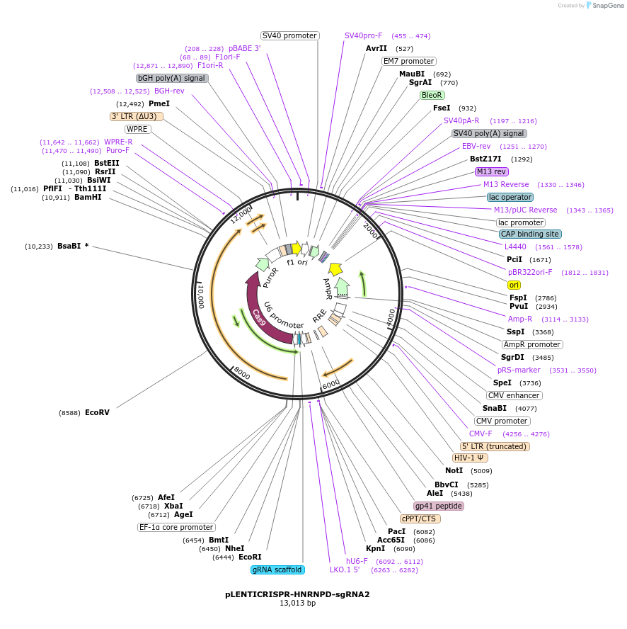 165932-plasmid-map-sequence-id-332764