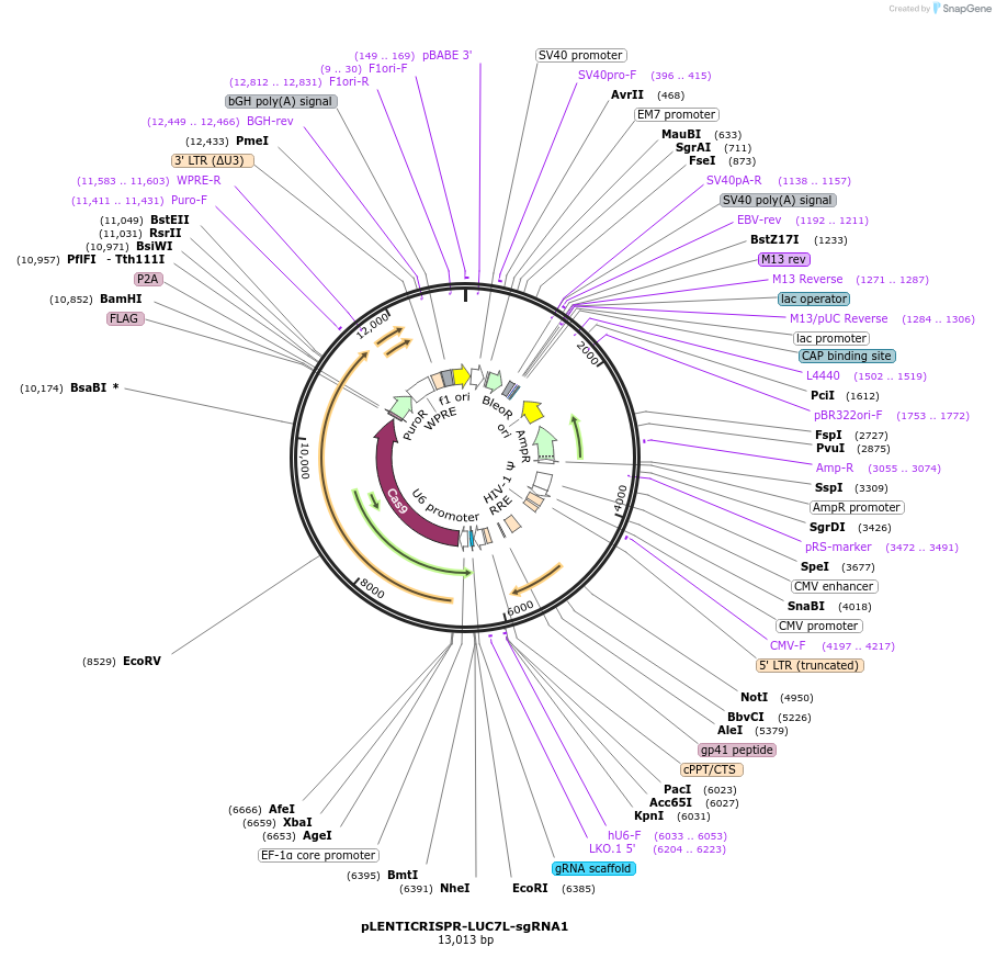 165933-plasmid-map-sequence-id-332765