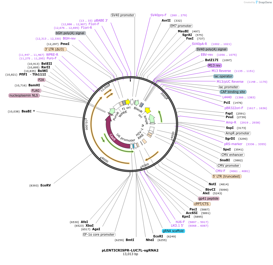 165934-plasmid-map-sequence-id-332767