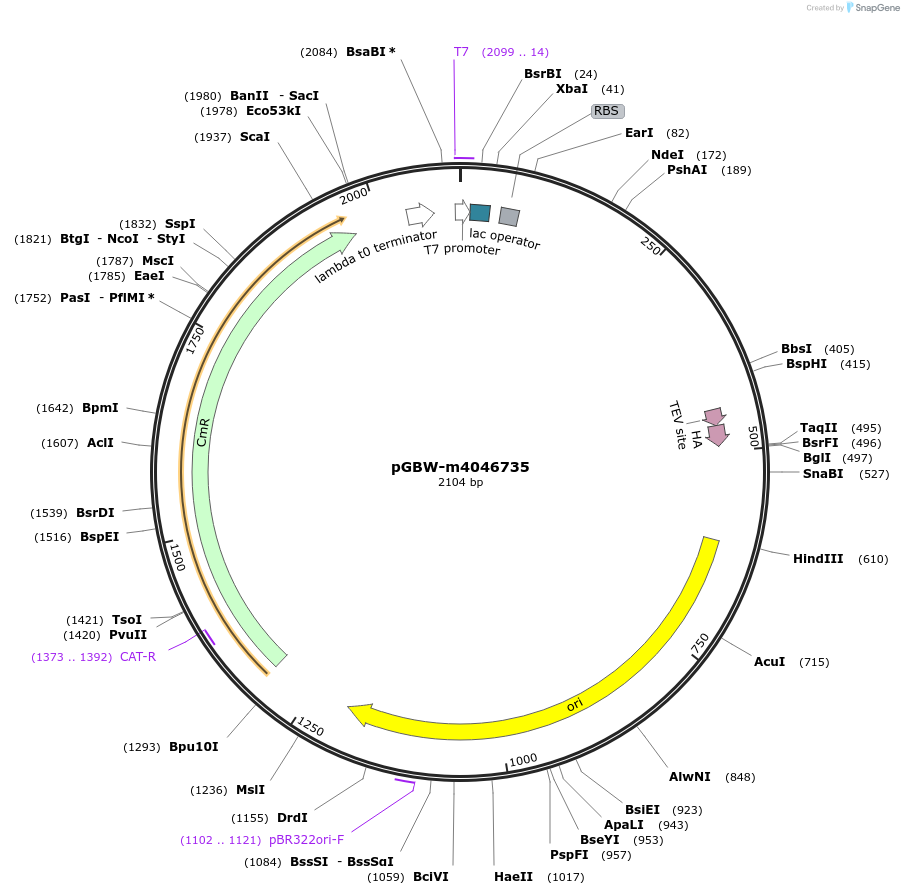 149234-plasmid-map-sequence-id-332773