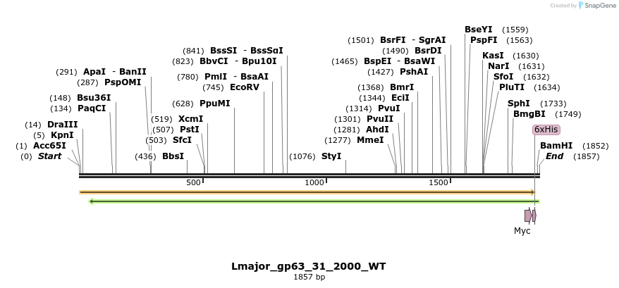 332781_map