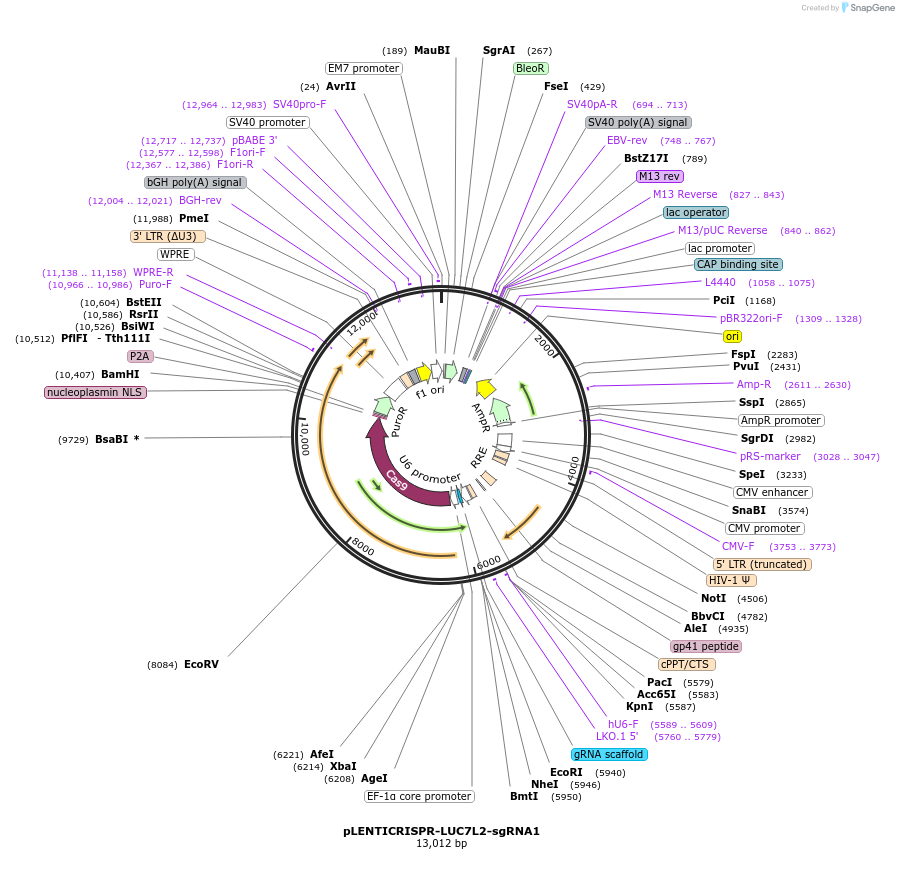 165935-plasmid-map-sequence-id-332794