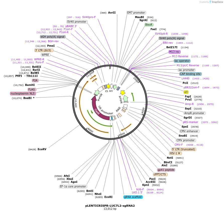 165936-plasmid-map-sequence-id-332795