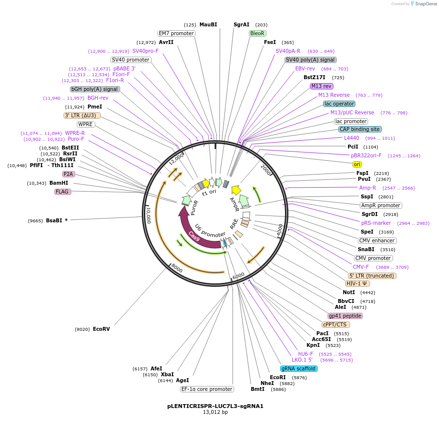 165937-plasmid-map-sequence-id-332796
