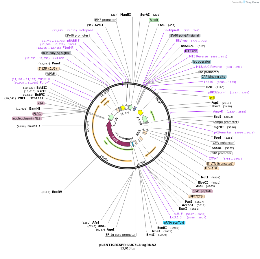 165938-plasmid-map-sequence-id-332797