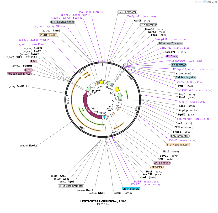 165940-plasmid-map-sequence-id-332799