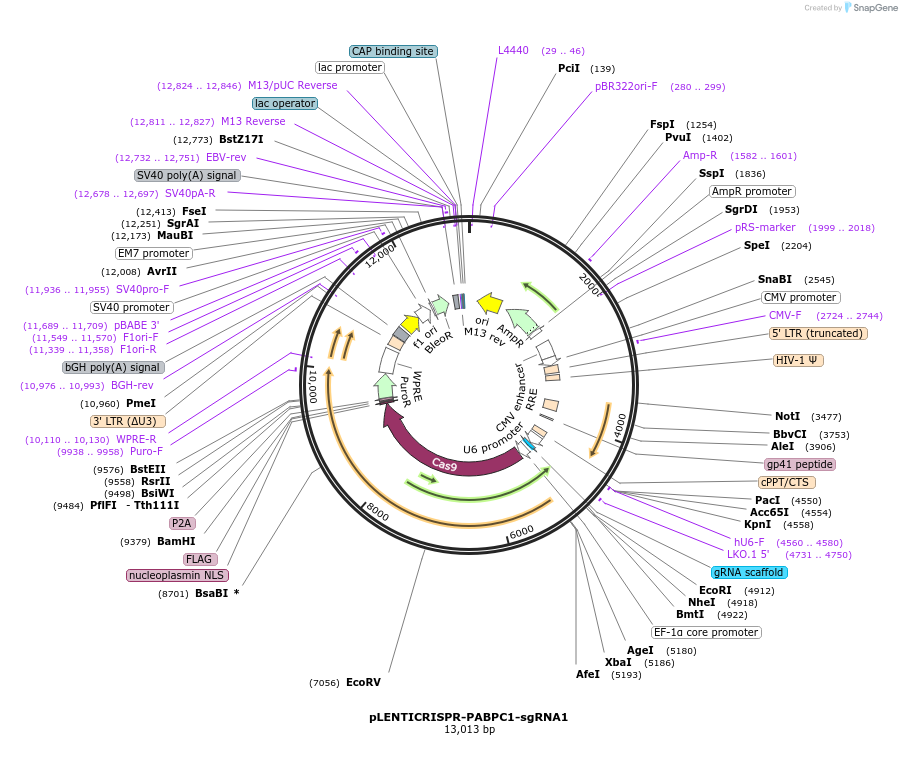 165941-plasmid-map-sequence-id-332800