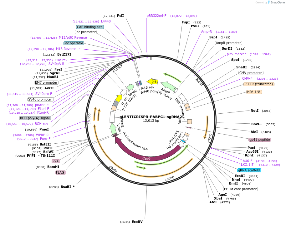 165942-plasmid-map-sequence-id-332801
