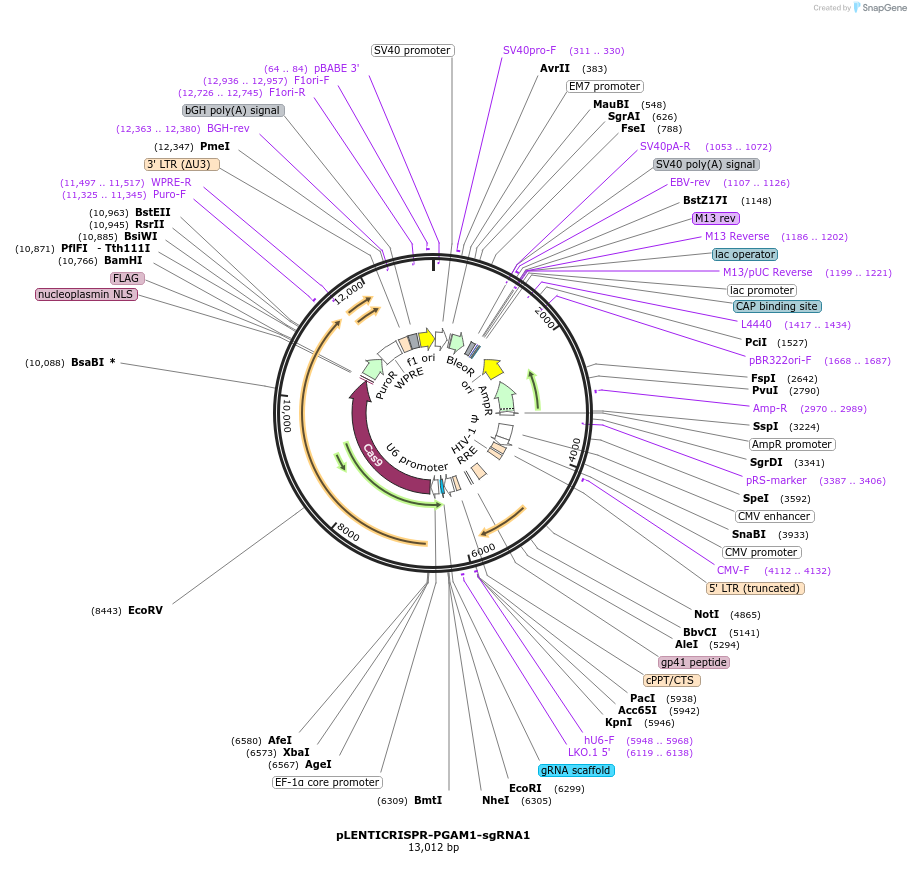 165943-plasmid-map-sequence-id-332804
